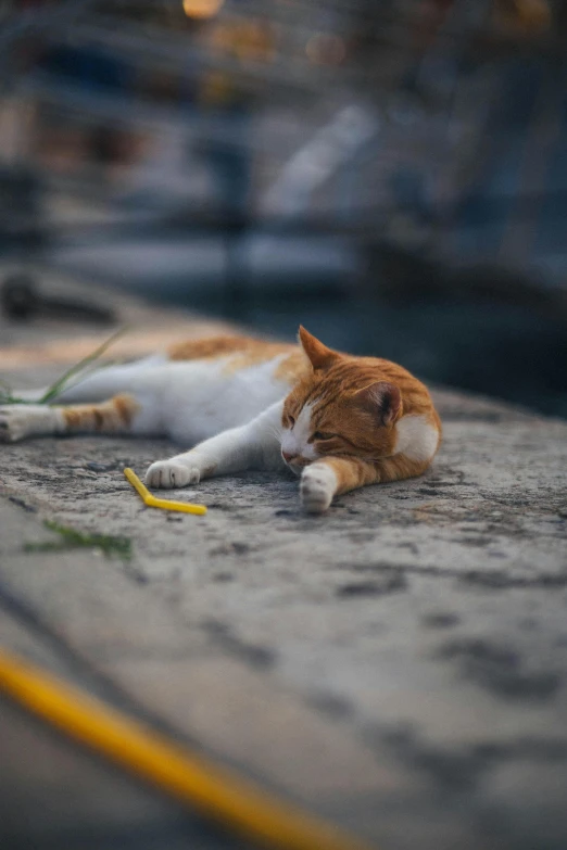 an orange and white cat laying down on the ground