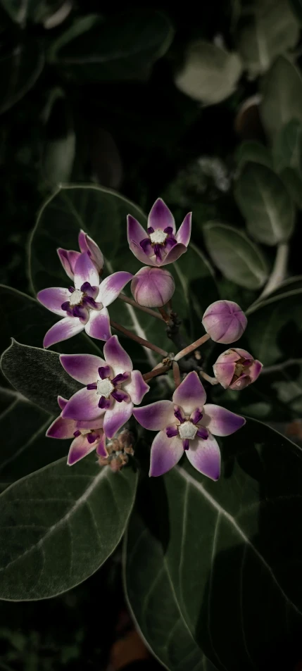 an image of a bunch of flowers that are growing