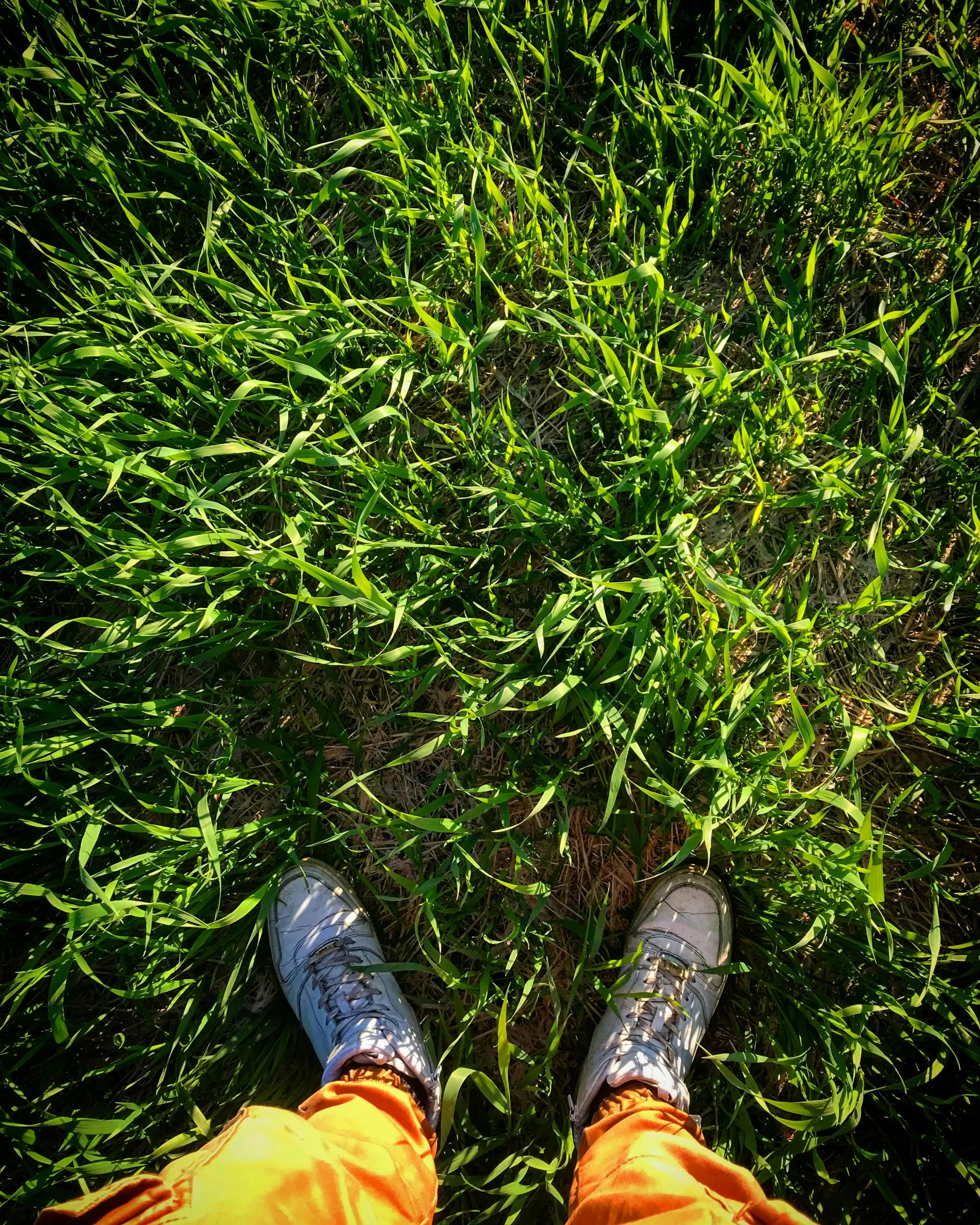 person with legs up in grass on sunny day