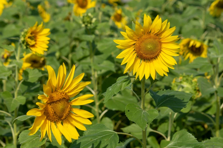 large group of sunflowers standing together in a field