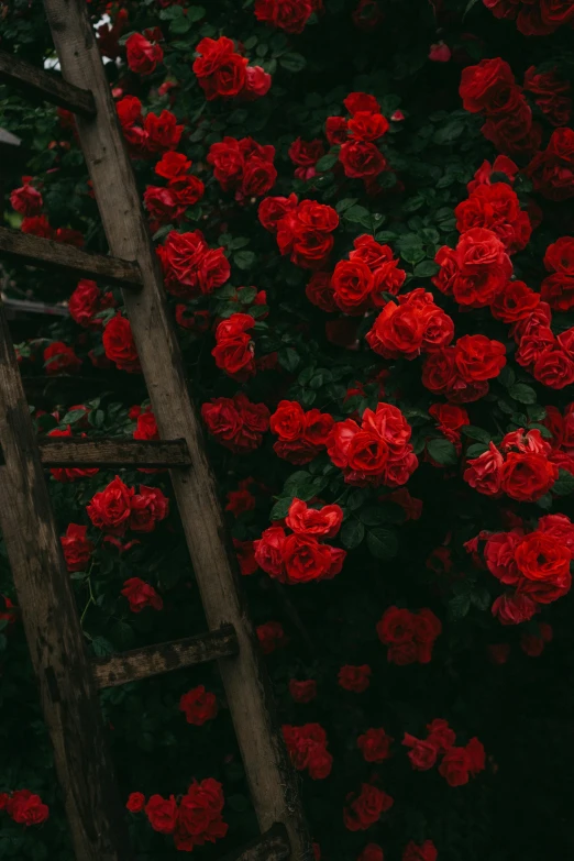 the rose garden with a ladder leading to red roses