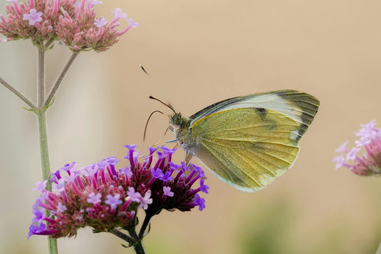 a erfly sitting on top of purple flowers