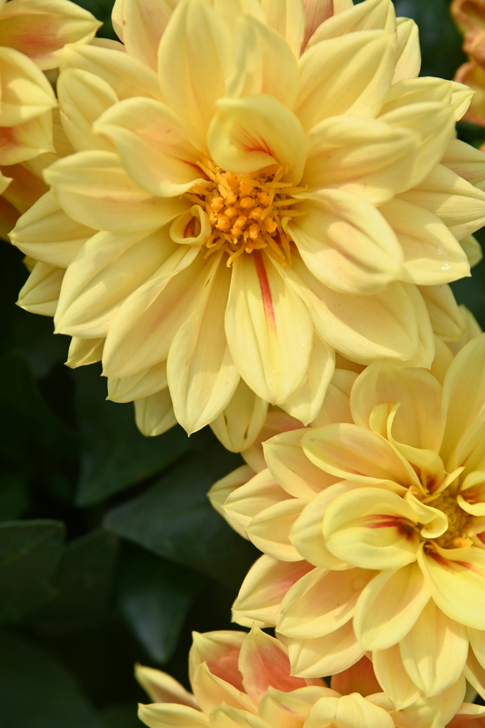 a close up s of a yellow flower