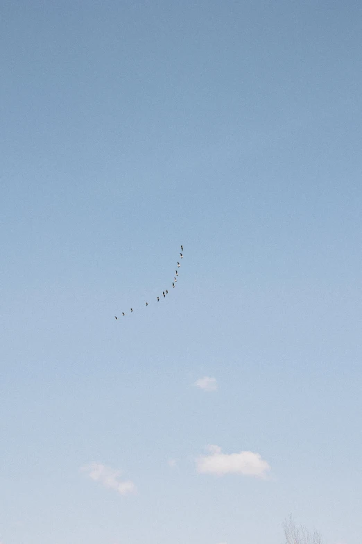 a flock of birds fly in the air during daytime