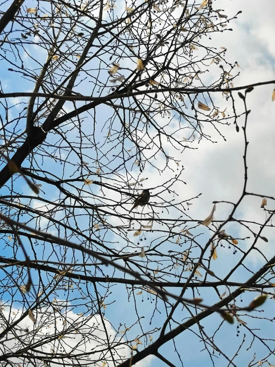 the view of nches with no leaves on it from below