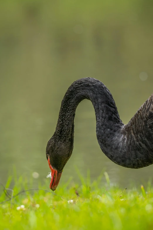 a goose pecking at the ground next to water