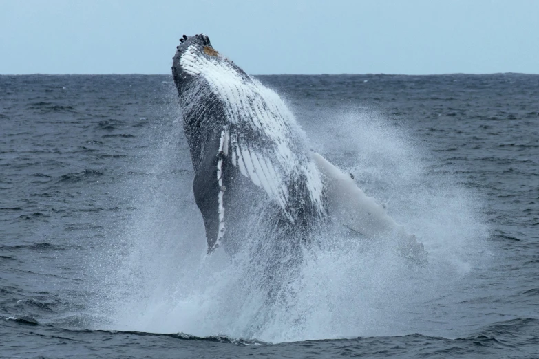 a humpback is jumping out of the water