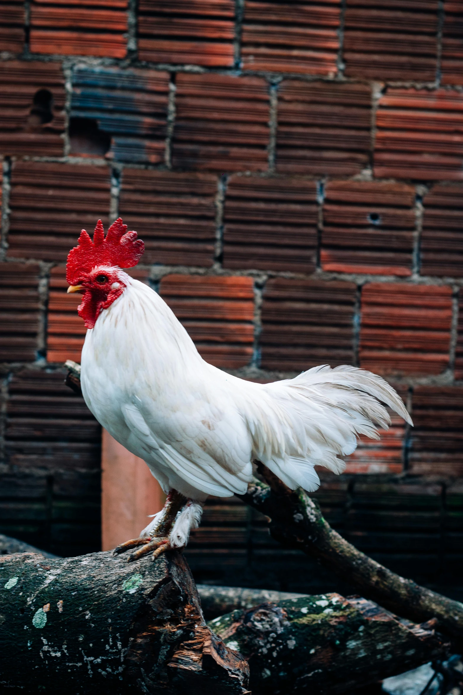 a white and red rooster standing on top of a tree nch