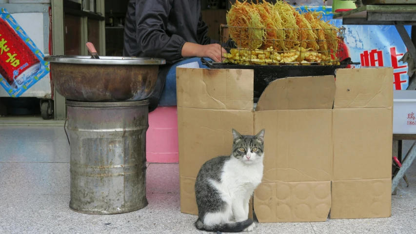 a grey and white cat sitting next to a carton full of snacks