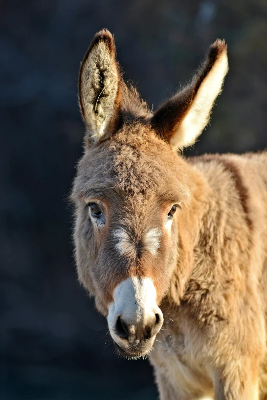 a donkey looking at the camera with a blurry background