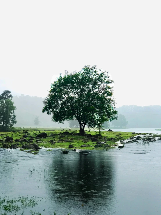 a lone tree sitting in a pond on a foggy day