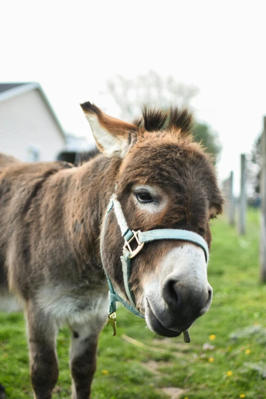 a close up s of a donkey wearing a halter