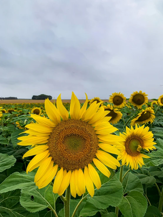 a large field with yellow sunflowers and a farm in the background