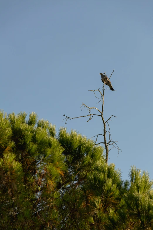 two birds perched on a pine tree nch with no leaves