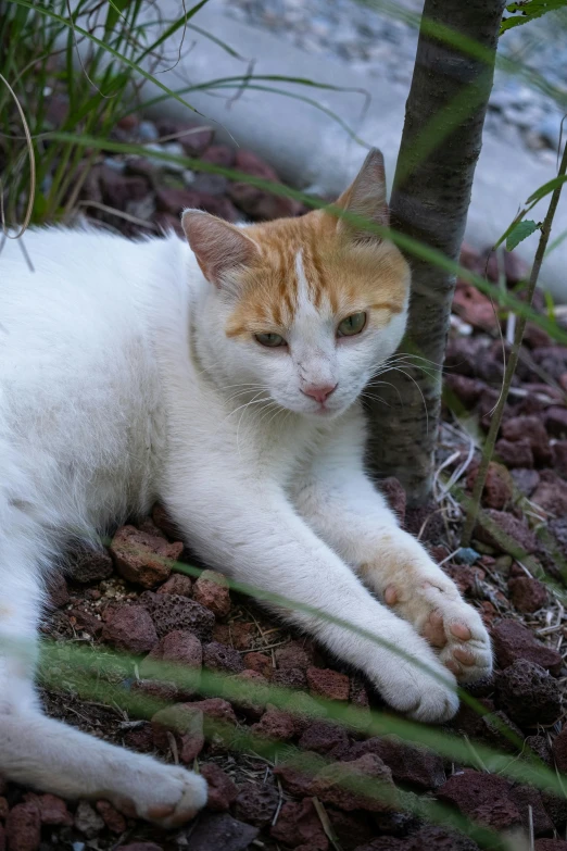 a small orange and white cat laying under a tree