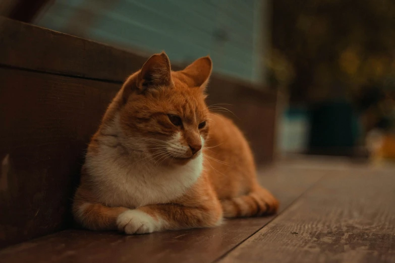 a cat sitting on top of a wooden floor