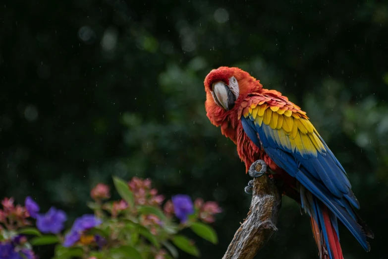 a parrot is perched on a tree nch