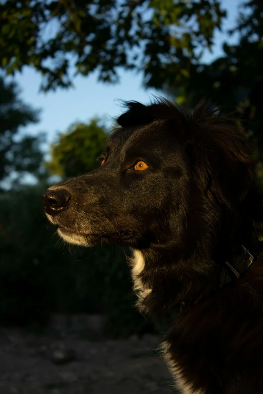 a brown dog with white and black stripes