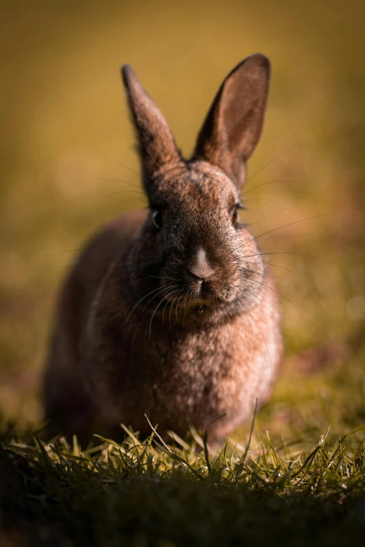 there is a brown bunny rabbit sitting in the grass