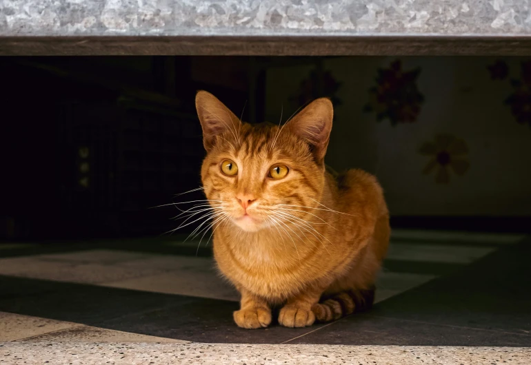 an orange cat sitting underneath a garage door