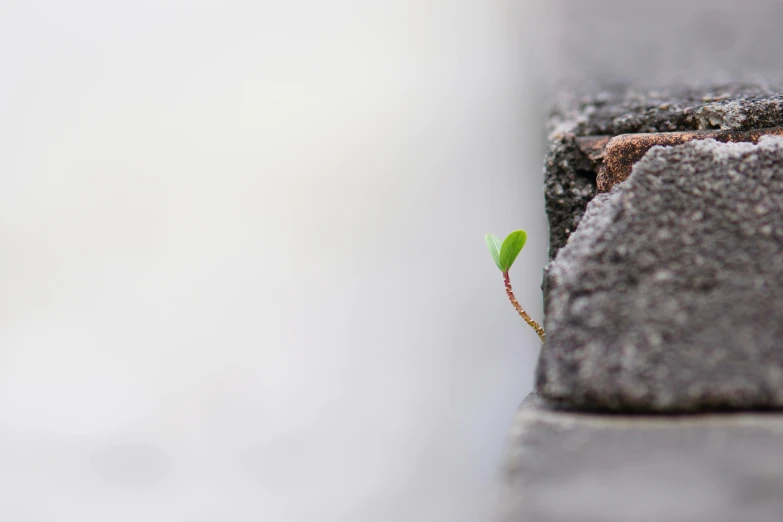 a young plant grows from the corner of a concrete wall