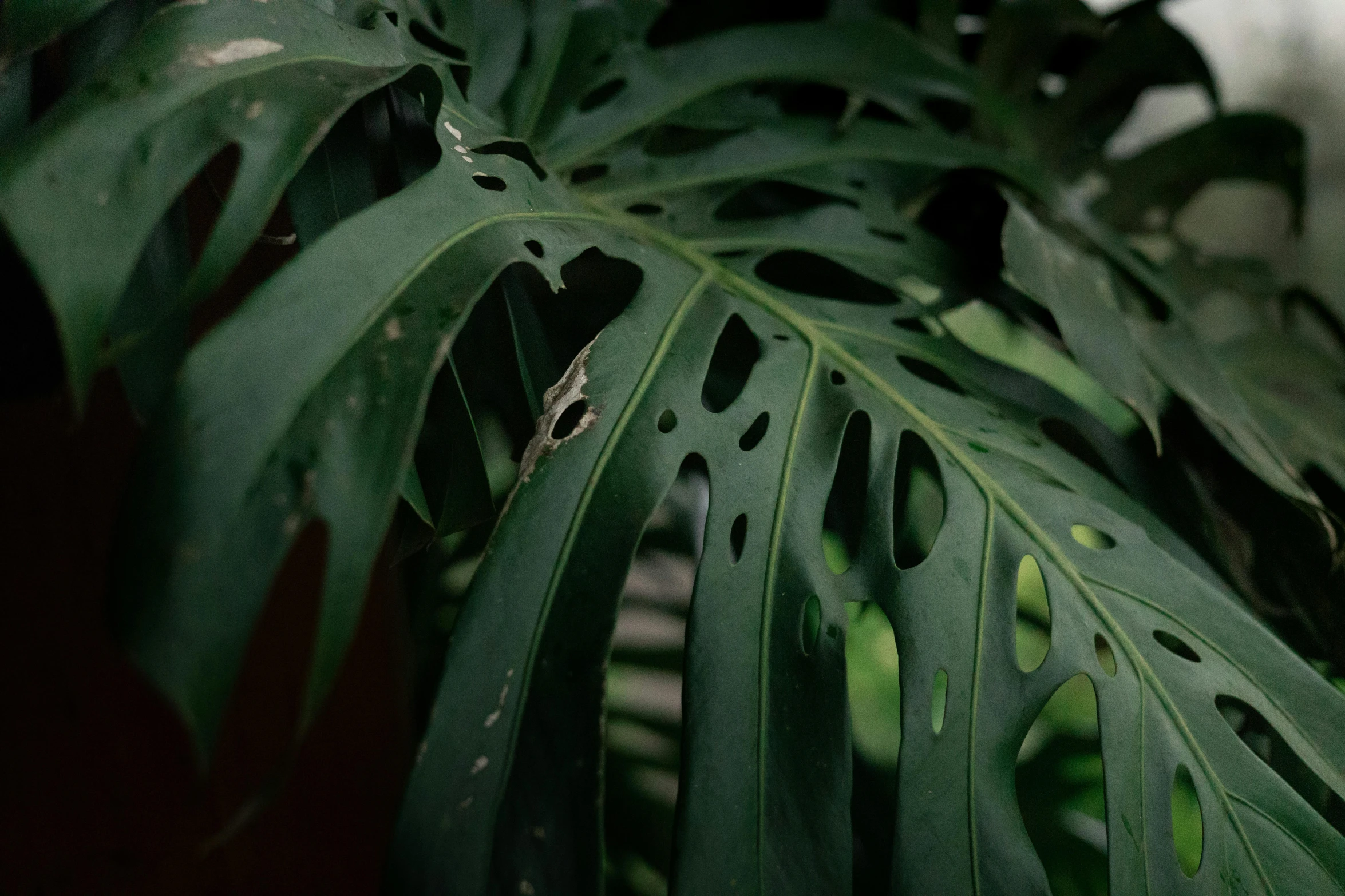 a large green leaf that is on the ground