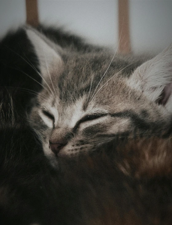 a close up of a cat sleeping on a table