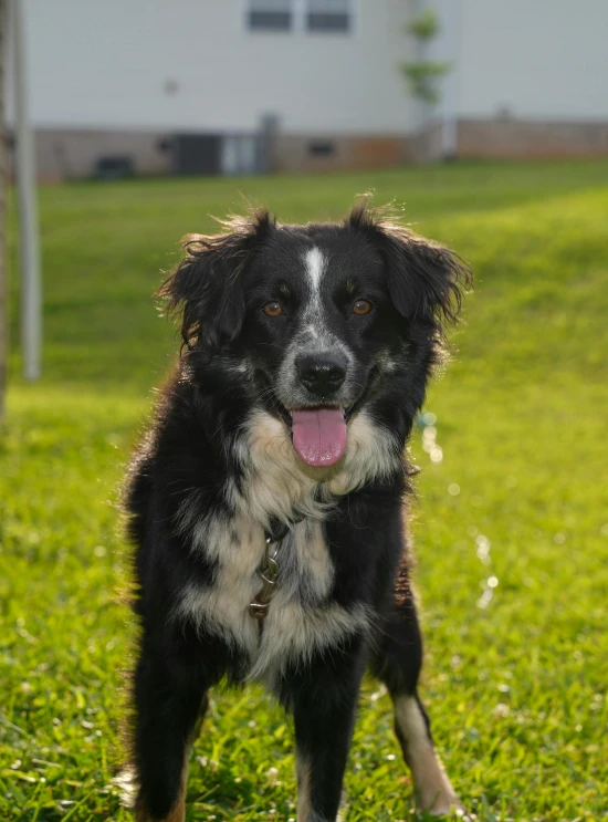 a black and white dog with a tongue hanging out