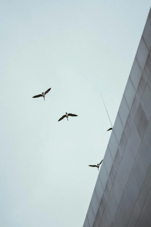 three birds flying in the air near a building