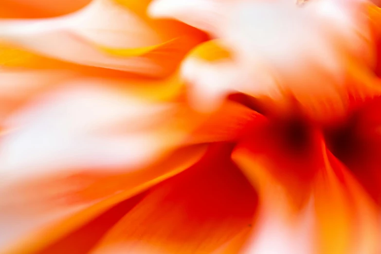 an orange and white flower with blurry petals