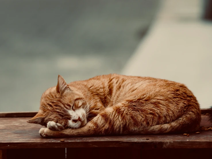 a cat is sleeping on top of a wooden shelf