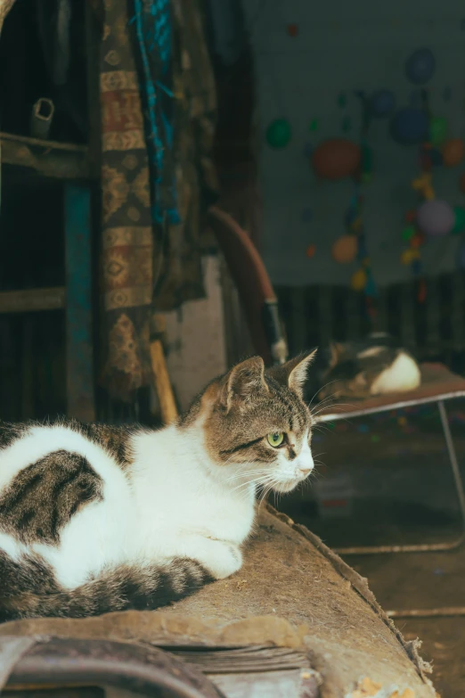 a cat sitting on a ledge, in a room that looks like it has soing in the air