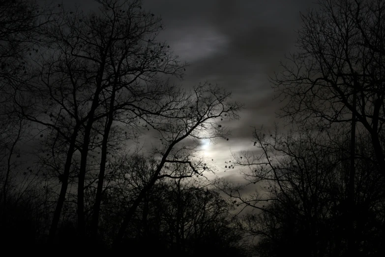 a lot of tree in a field at night