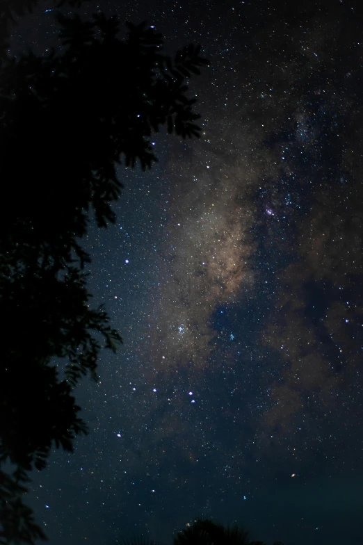 a tree in the night sky with stars above it