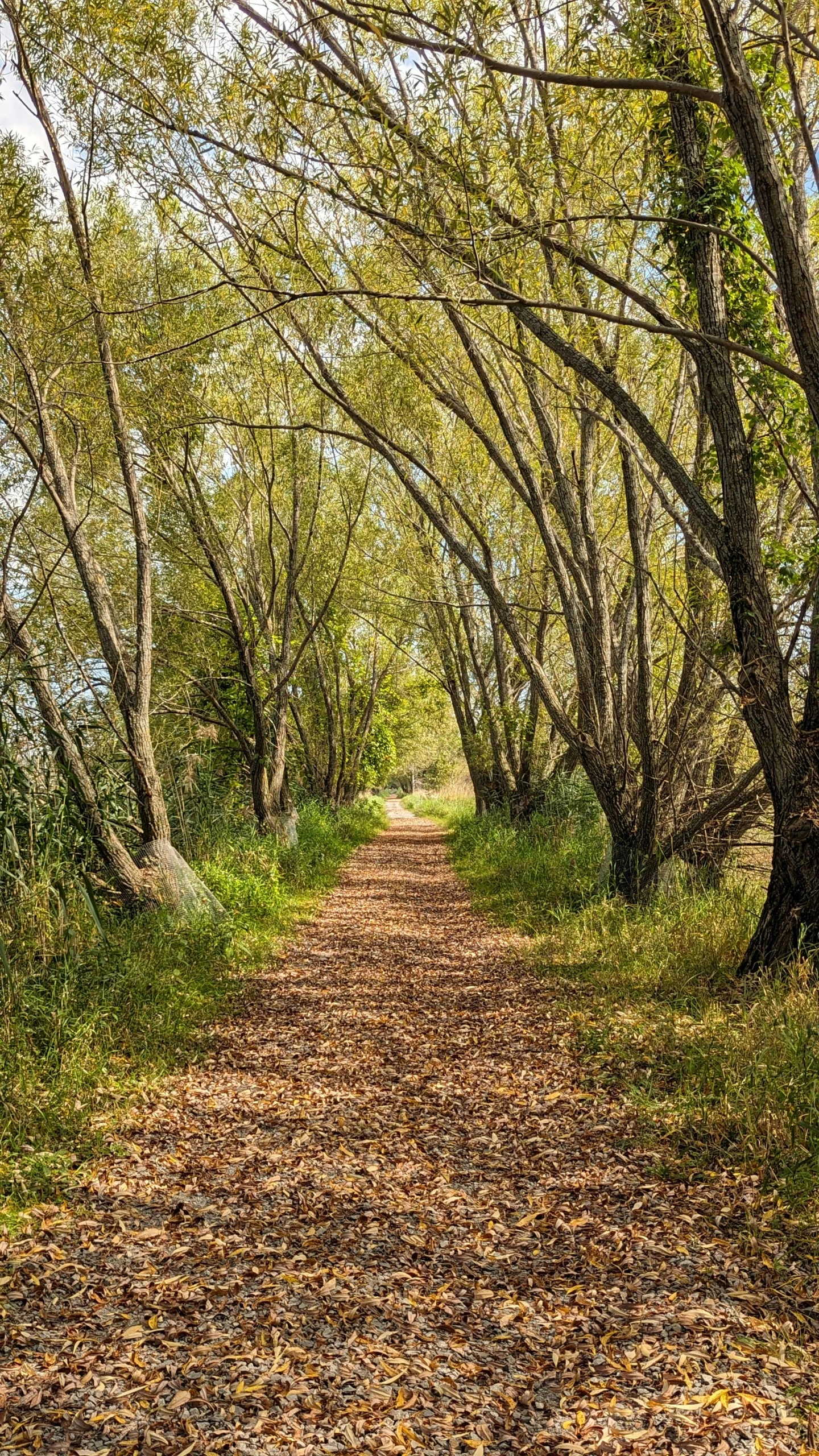 a narrow path that leads through many trees