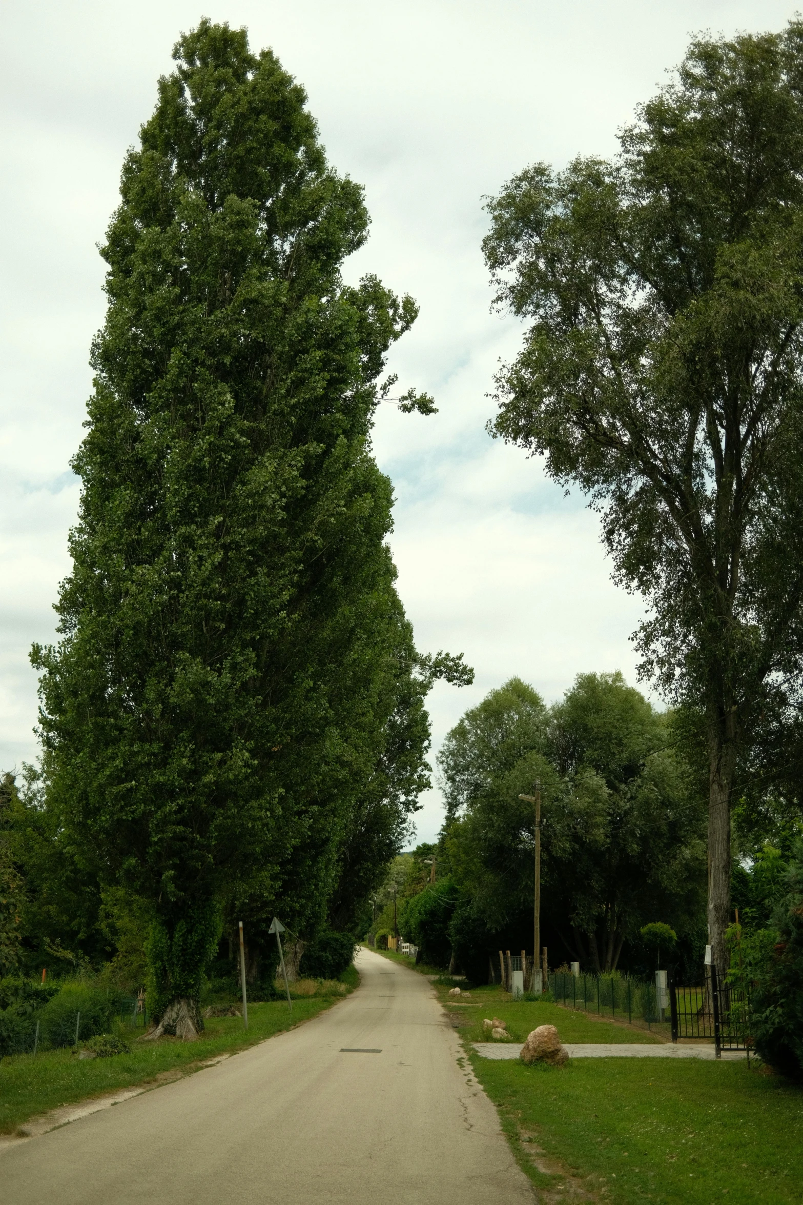 a street leading to trees and a road sign