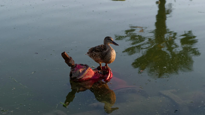 a duck stands on a piece of wood in the water