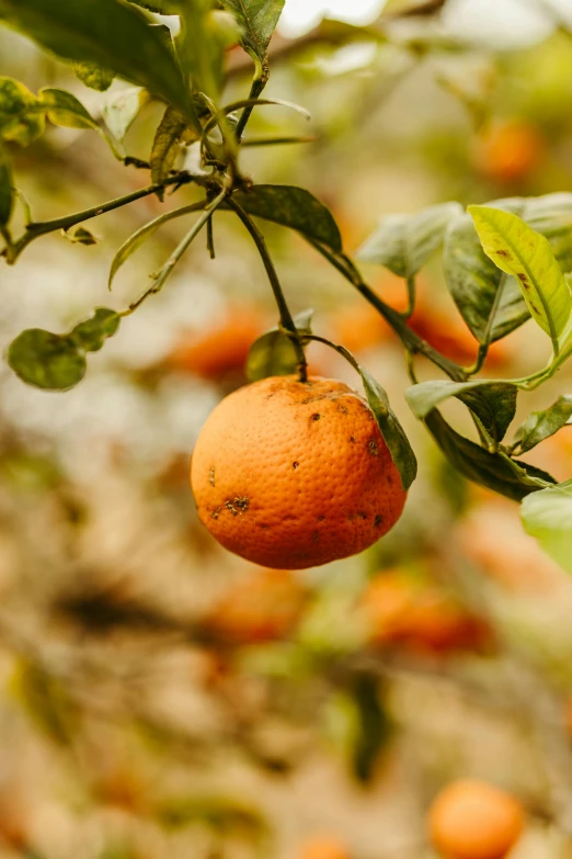 an orange is hanging on a nch by a fruit tree