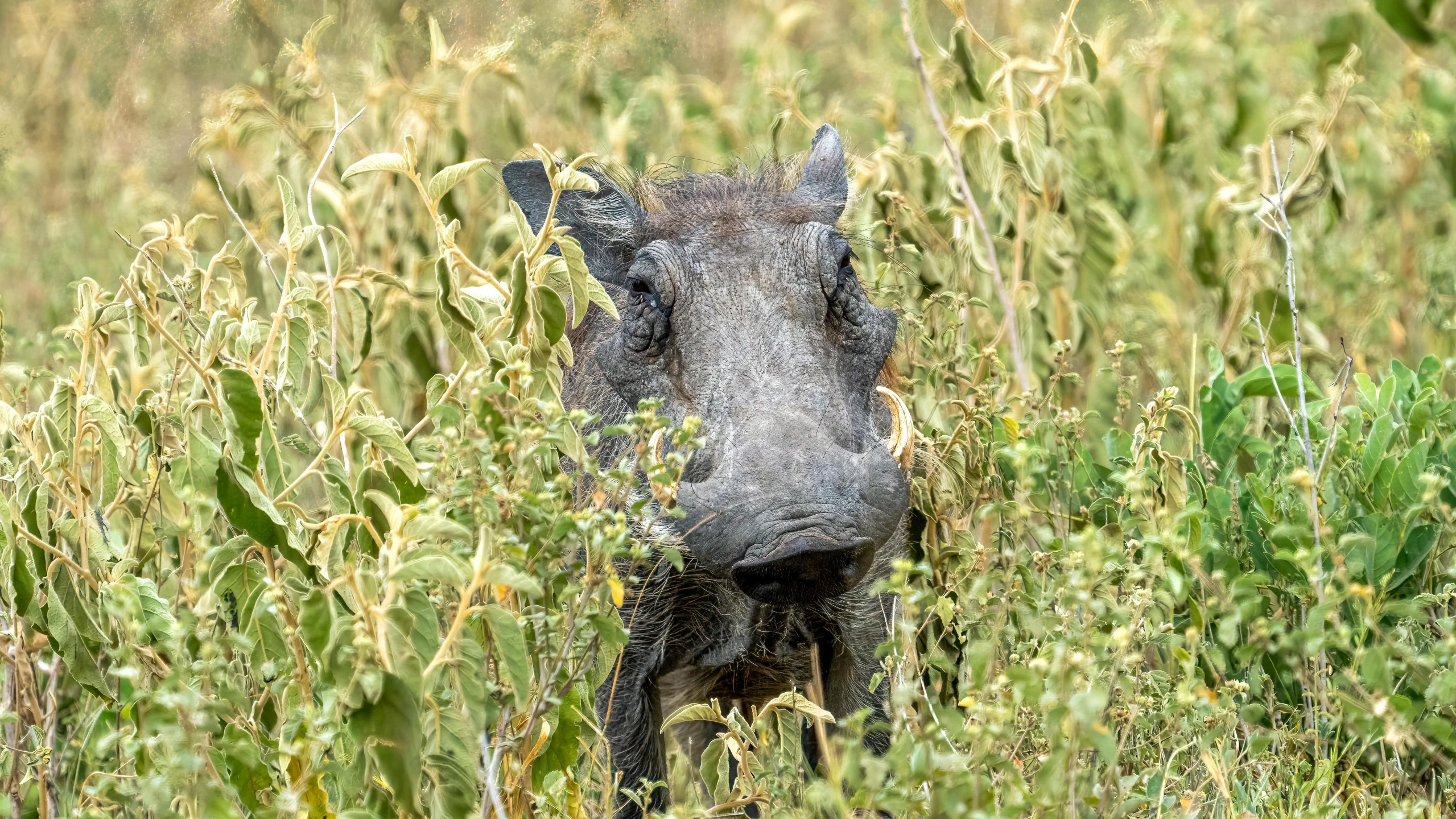 a boar with a very large nose in the grass