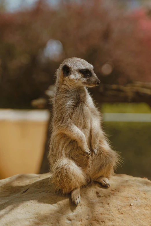 a small, meerkat standing on its hind legs