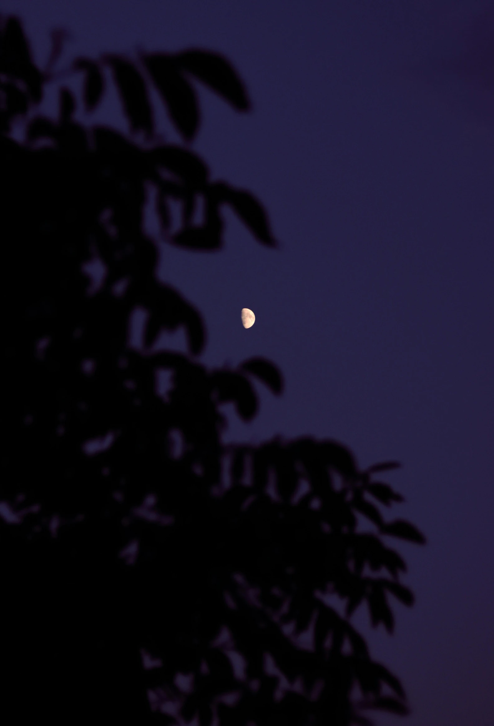 an eclipse on the horizon of a full moon, with tree nches