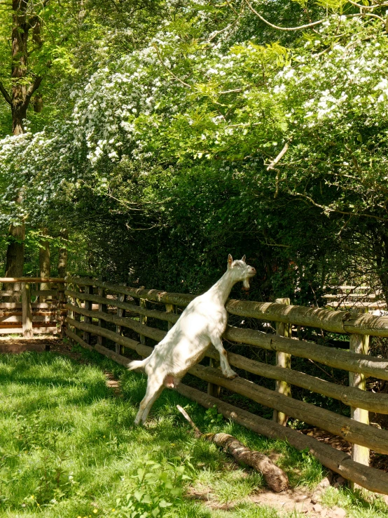 there is a dog jumping over the top of a wooden fence