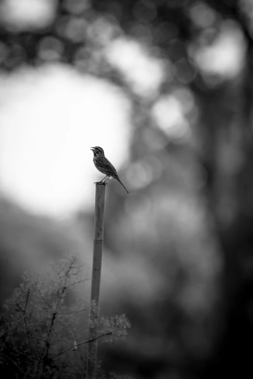 a small bird perched on top of a wooden pole