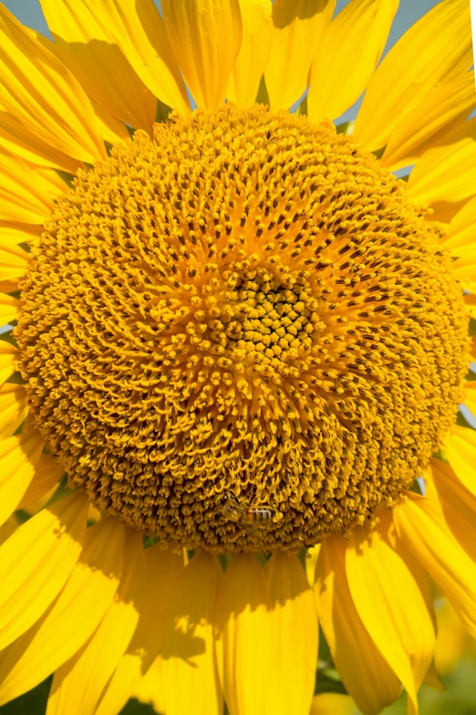 a large sunflower on the top of it's bloom