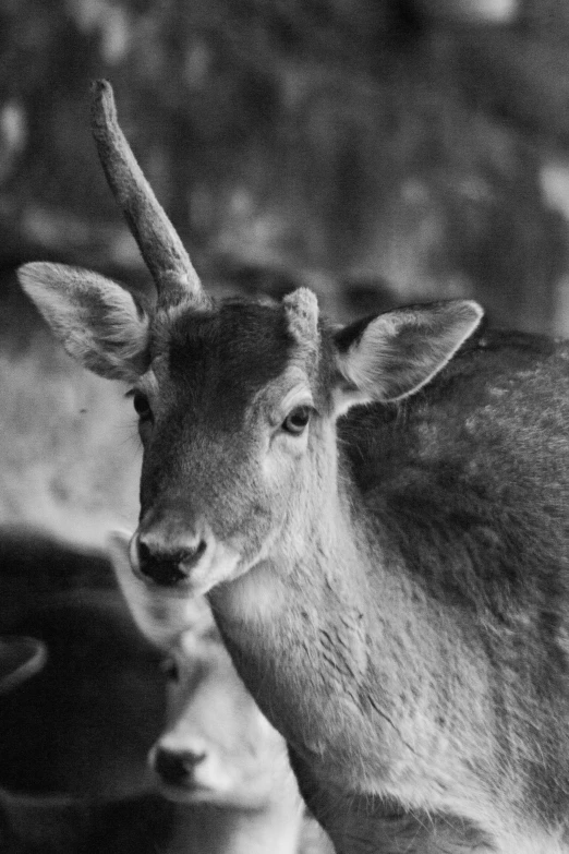 a couple of deer looking at each other