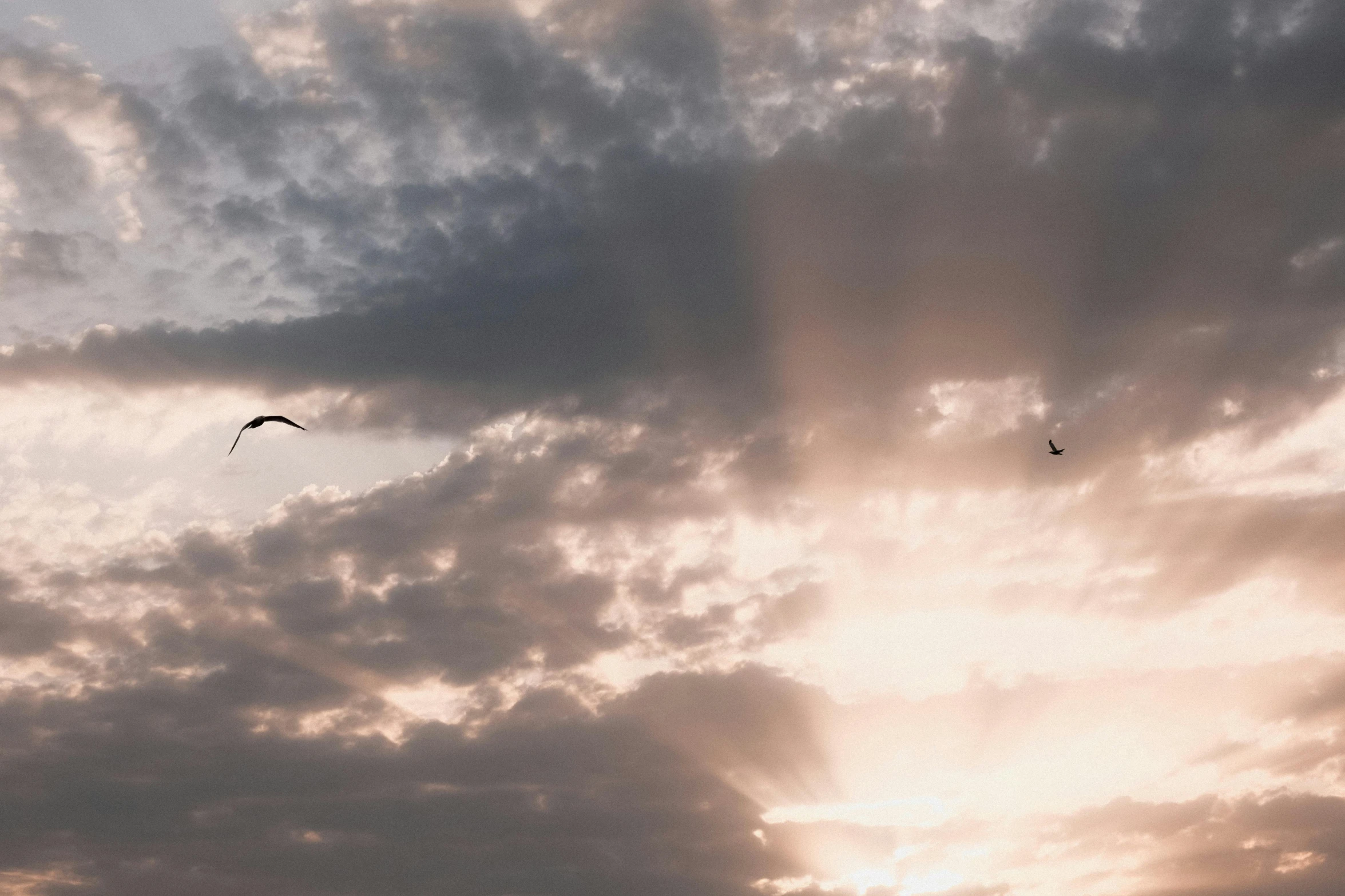 birds flying against the clouds during a cloudy sunset