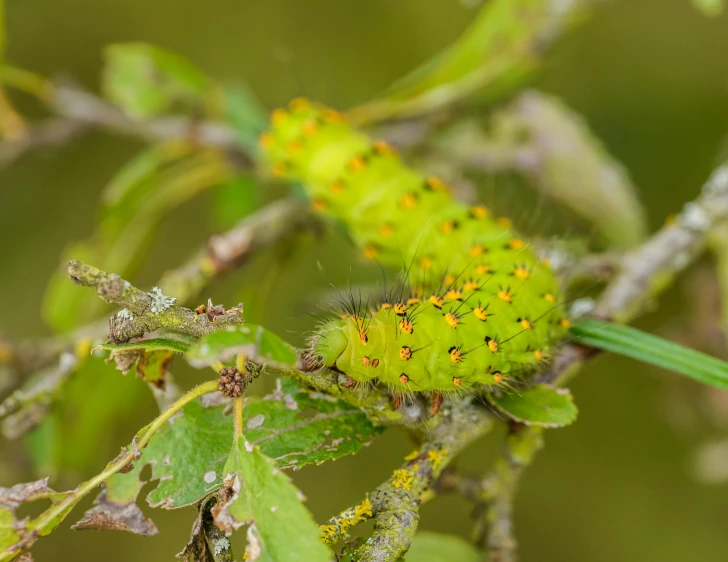 a green bug with yellow dots sitting on top of a nch