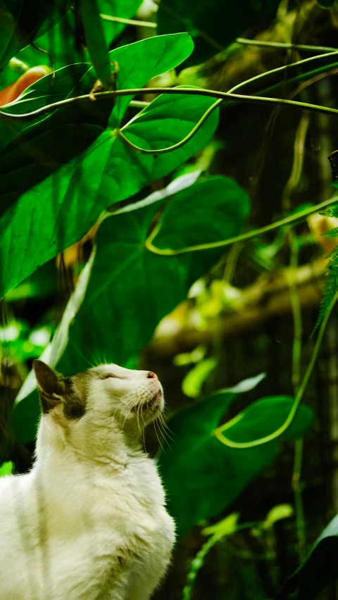 a white cat sitting up against green leaves