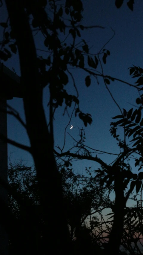 a few dark trees are at twilight with the moon