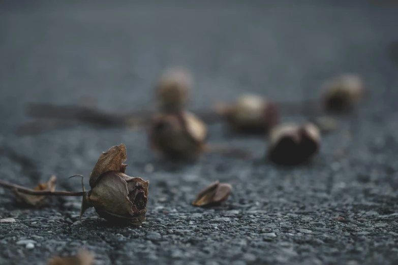 the leaves and seed pods on the ground